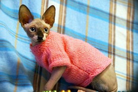 sphynx cat clothes