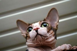 sphynx cat personality
