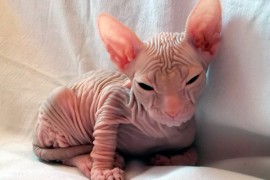 types of hairless cats