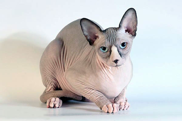 Unfold Interesting Sphynx Cat Facts