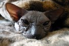 blue sphynx