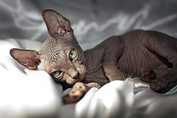 canadian sphynx