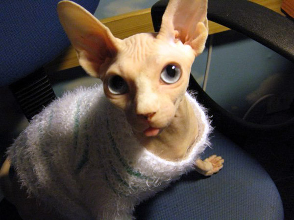 caring for a sphynx cat