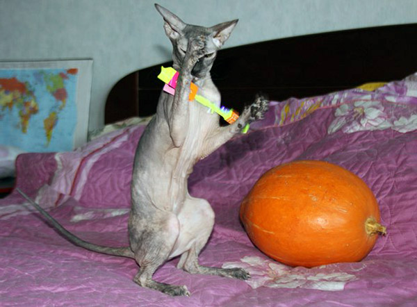 how to name a hairless cat