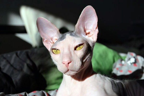 Cute Mexican Hairless Cats