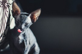 black sphynx