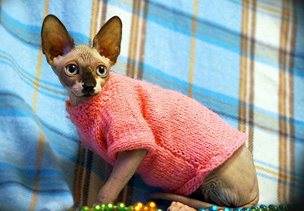 Sphynx Cat Clothes To Ensure No Discomfort From Sun Exposure