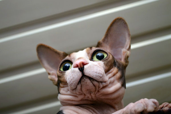 Pleasant Sphynx Cat Personality Makes Them Amazing Companions