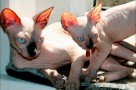 cat odor removal